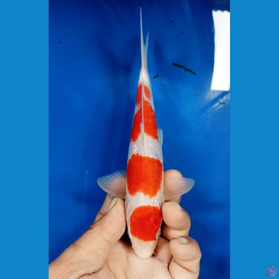 kohaku 20cm