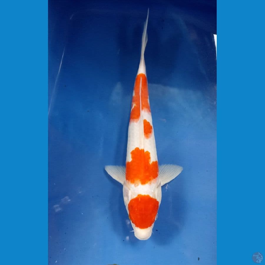 kohaku 26cm