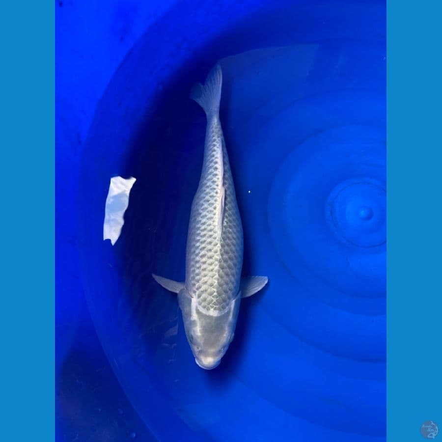 jumbo 42 cm