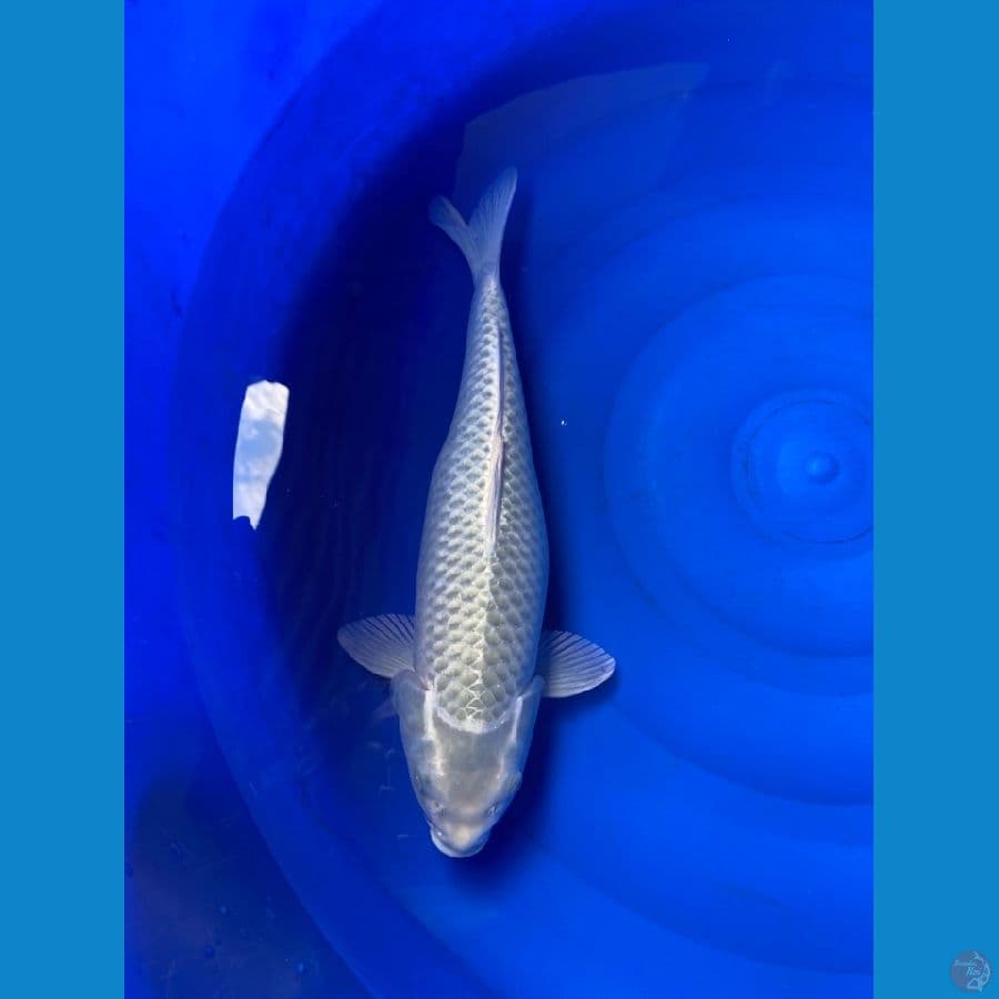 jumbo 42 cm