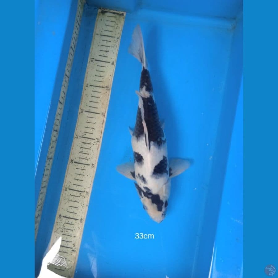 shiro, 33cm female