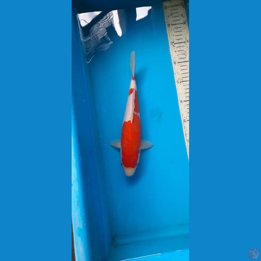 AI KOROMO, 29cm