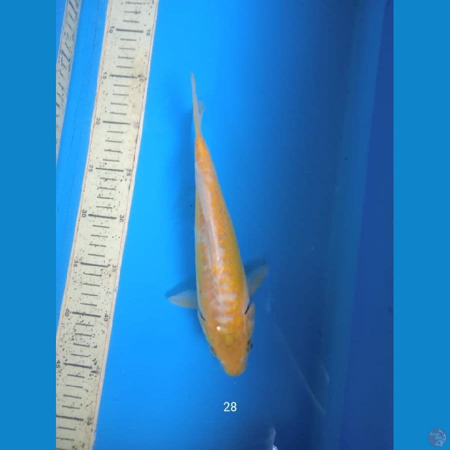 ayawakaba 28cm