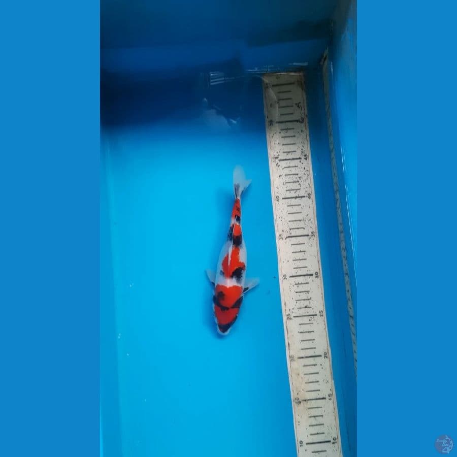showa, 20cm