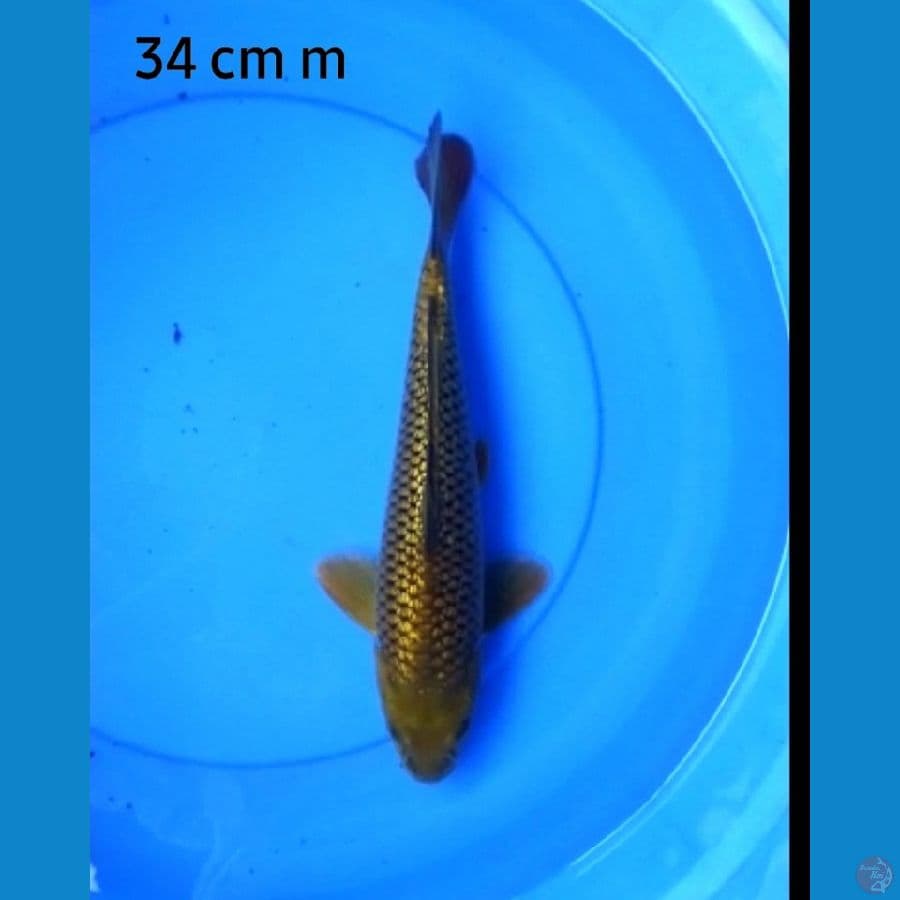 Karamel male 34 cm punuk
