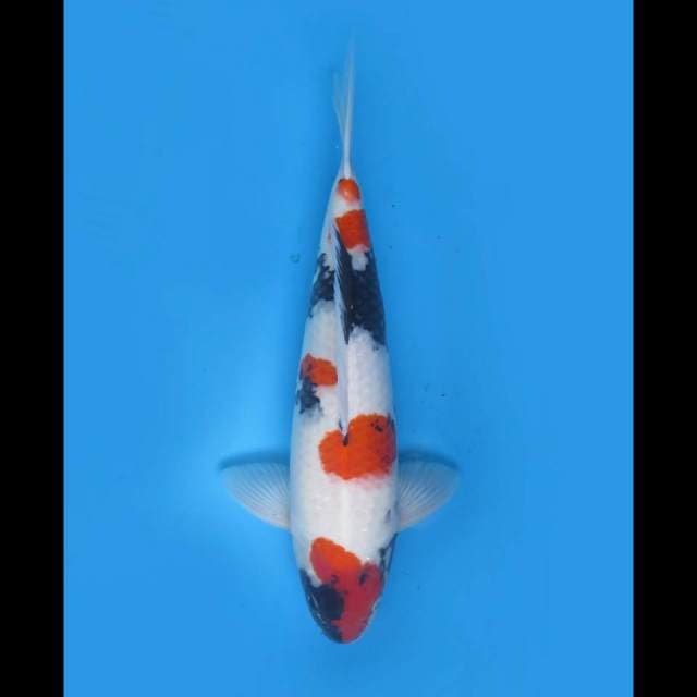 45cm Male - F1 Super Kindai Showa