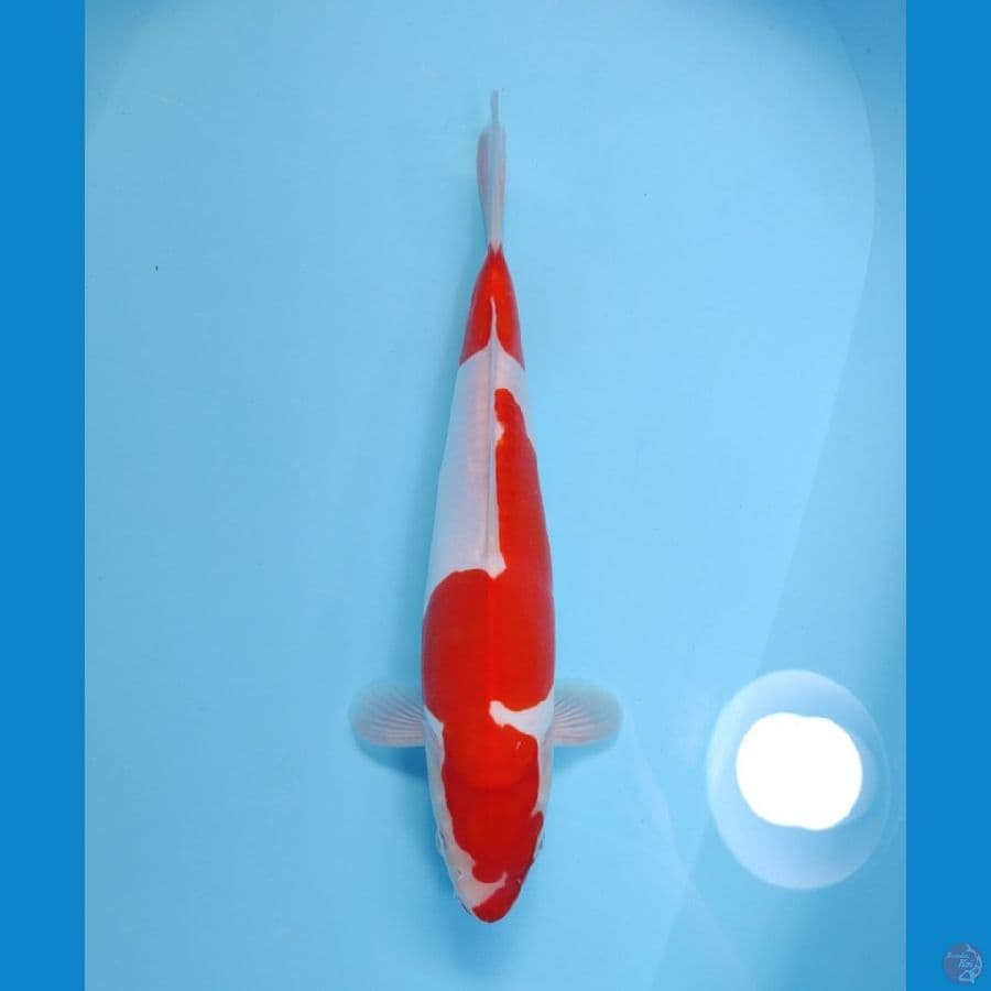 KOHAKU DOITSU 33 CM - FEEMALE