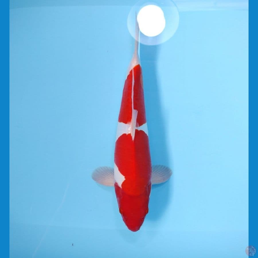 KOHAKU DOITSU RED STRONG 33CM-MALE