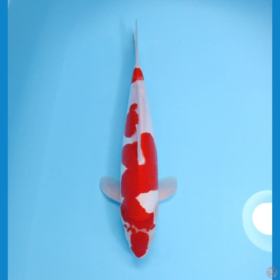 KOHAKU DOITSU 33 CM - FEEMALE