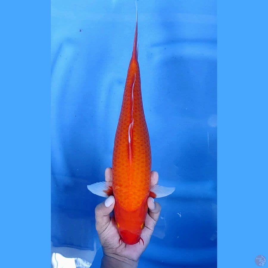 38CM # AKA HAJIRO - F