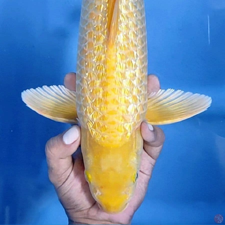 44CM # KARASHI JARING MANTAP MM - M
