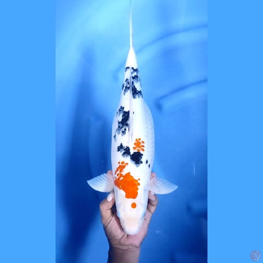 44CM # SANKE GENDONG TELUR - F