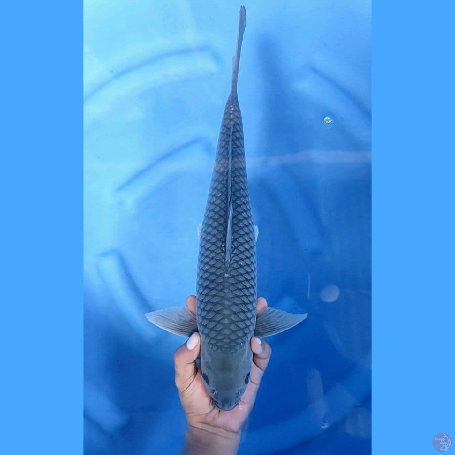 44CM # JARING TIMBUL - M