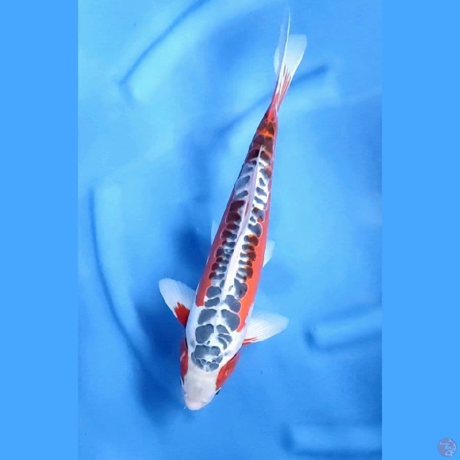 42CM # HANA SHUSUI SPESIAL - M