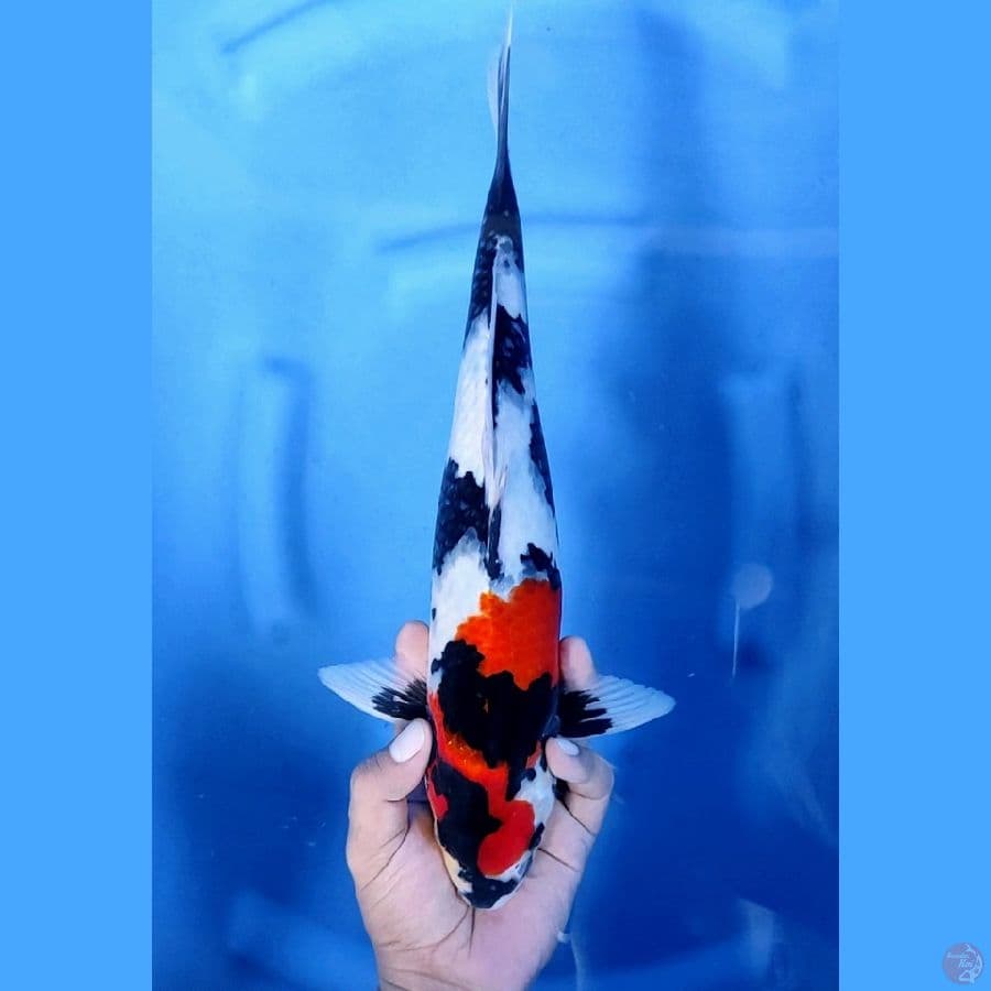 36CM # SHOWA YIN YANG - M