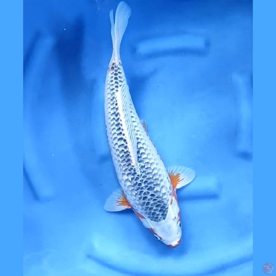45CM # SUPER ASAGI ISTIMEWA - F