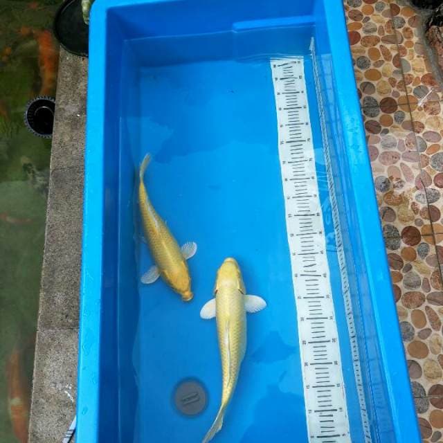Koi Ogon 45BU