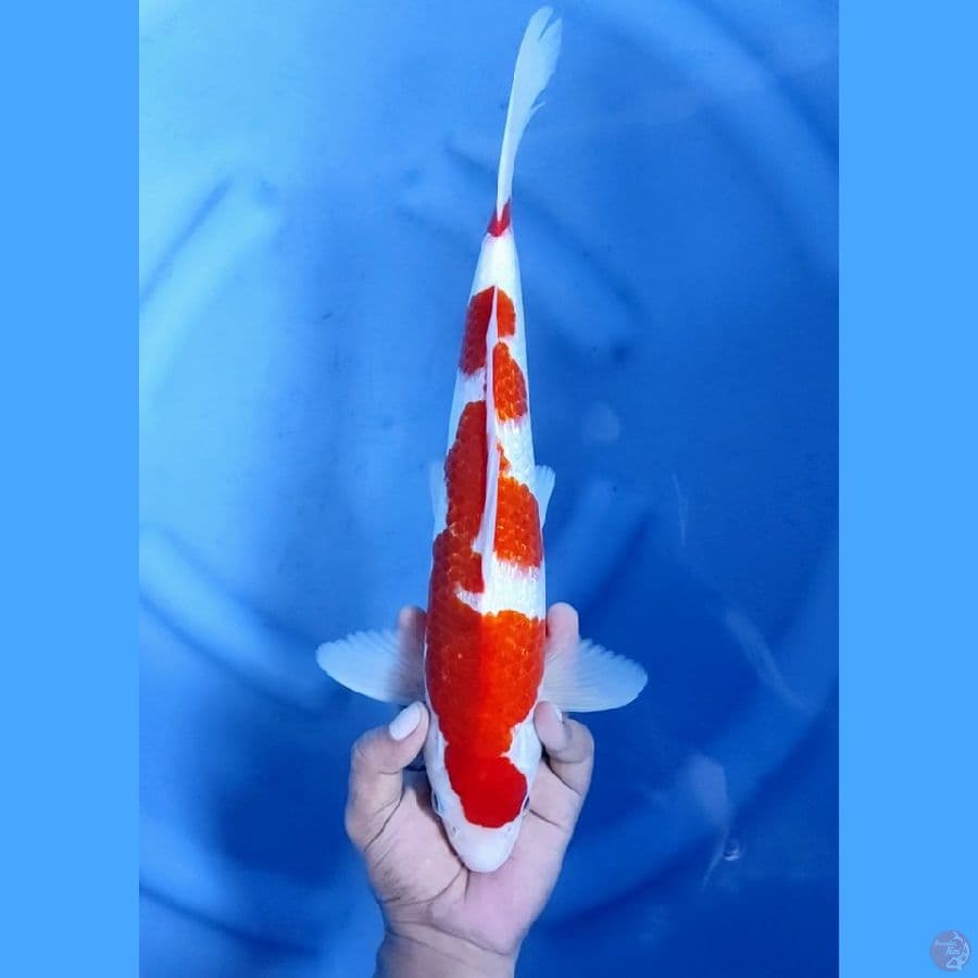 36CM # INAZUMA AI GOROMO - M