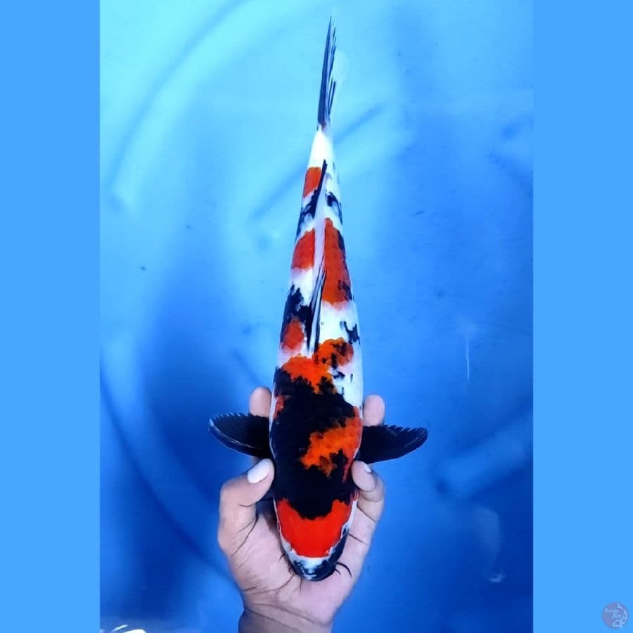 36CM # SHOWA ISTIMEWA - F