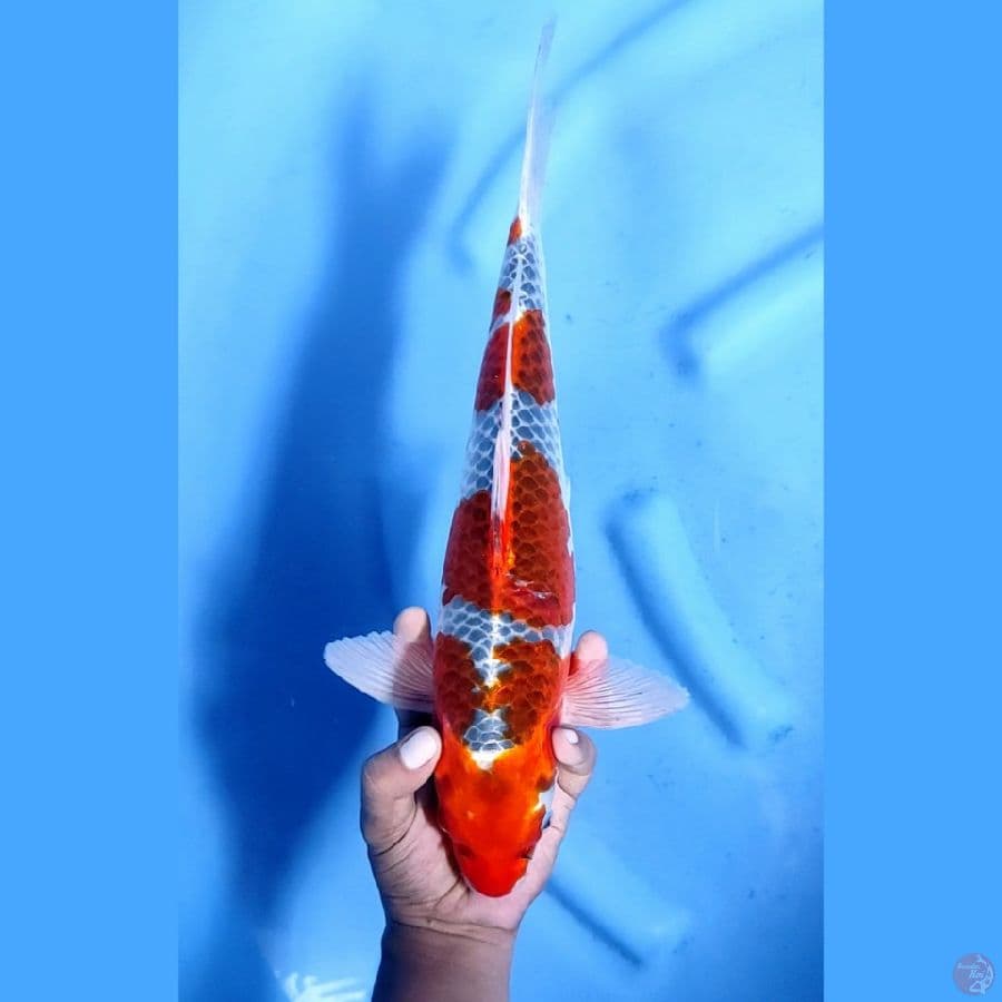 39CM # JUMBO GOSHIKI - M
