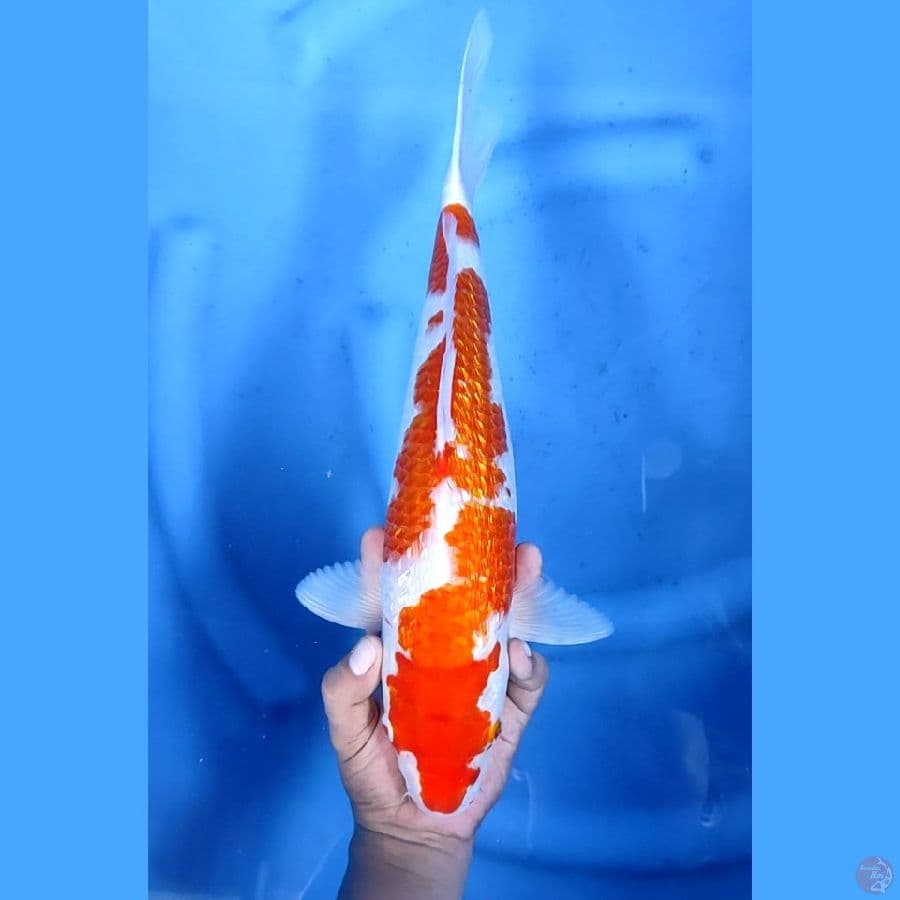 40CM # JUMBO KOHAKU GINRIN - F
