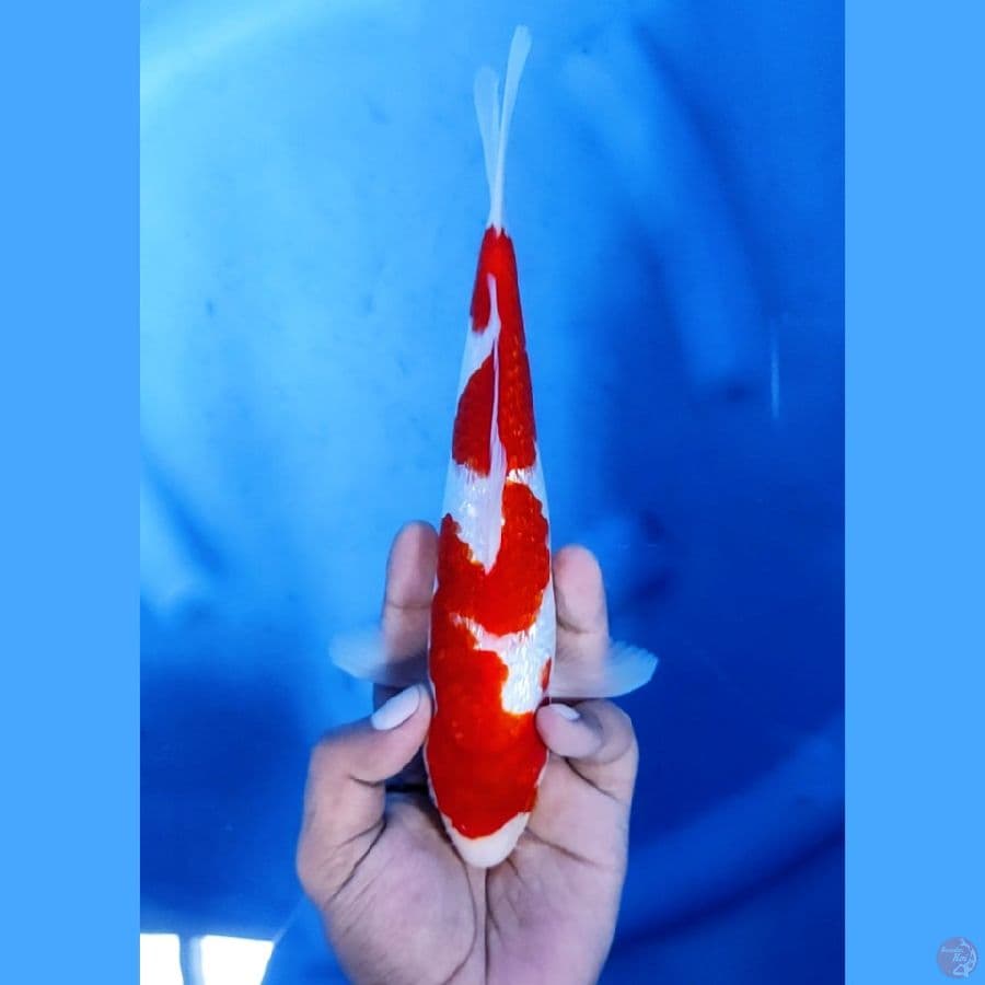 24CM # GINRIN AI GOROMO STRONG - F