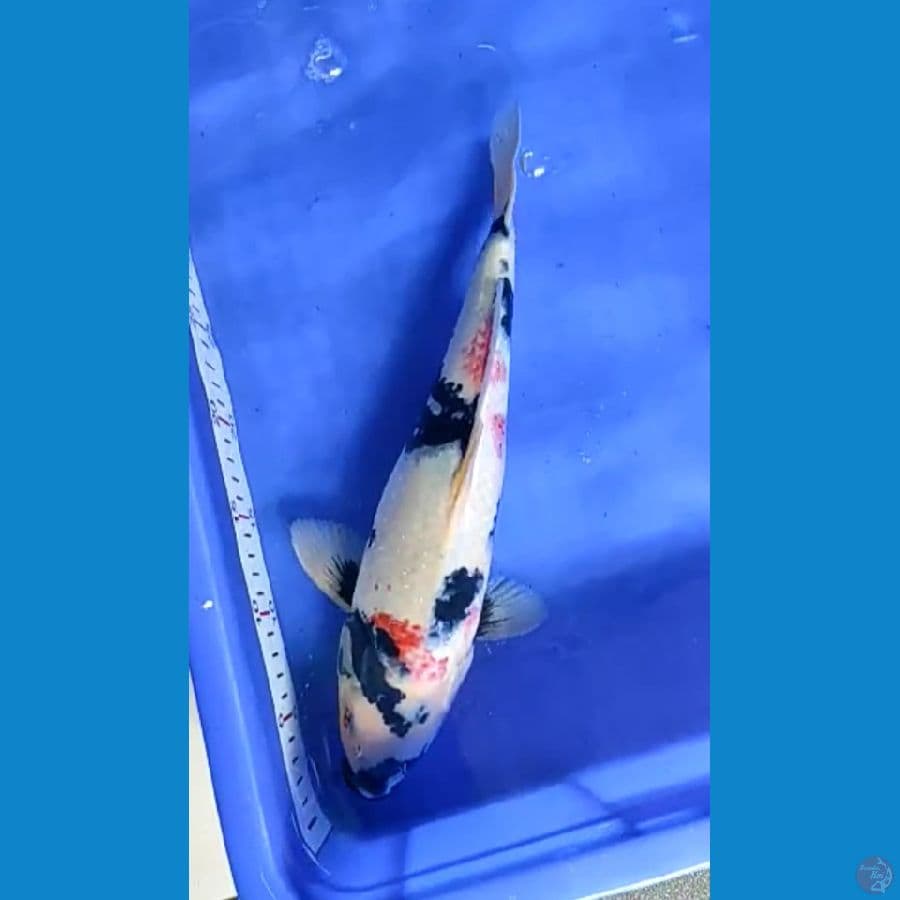 HK-12 Kindai Showa 37 cm