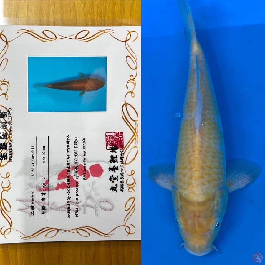 KOYO KARASHI IMPORT BERMOTIF