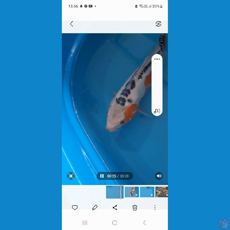 kenzo koi
