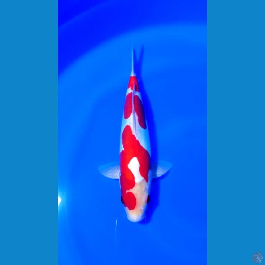 KOHAKU DOITSU 27CM
