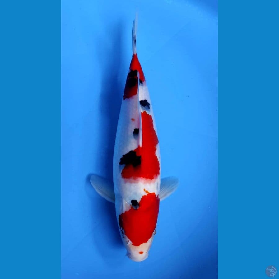 SANKE 27CM