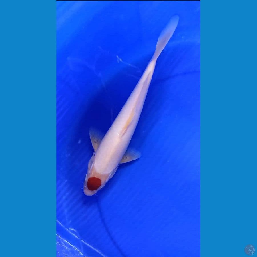 Tancho kohaku ory jantan
