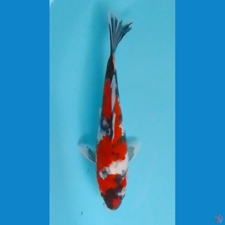 Showa 30cm (F)