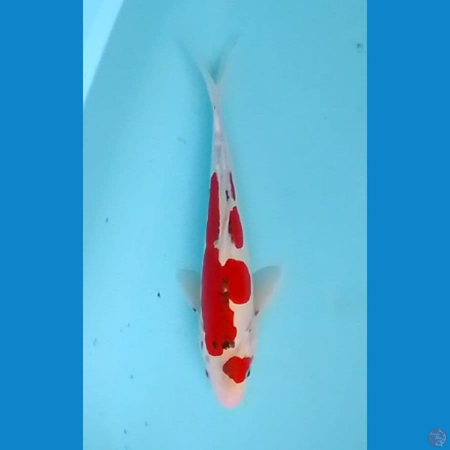 Doitsu Goshiki 30cm (M)