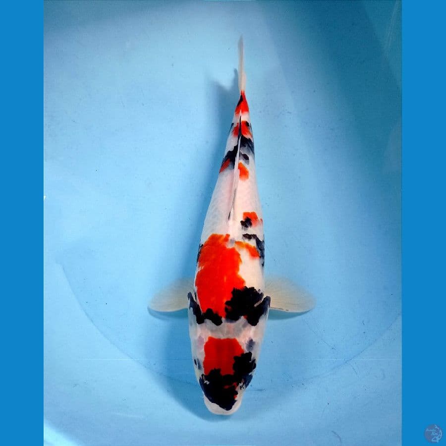 showa 32 cm