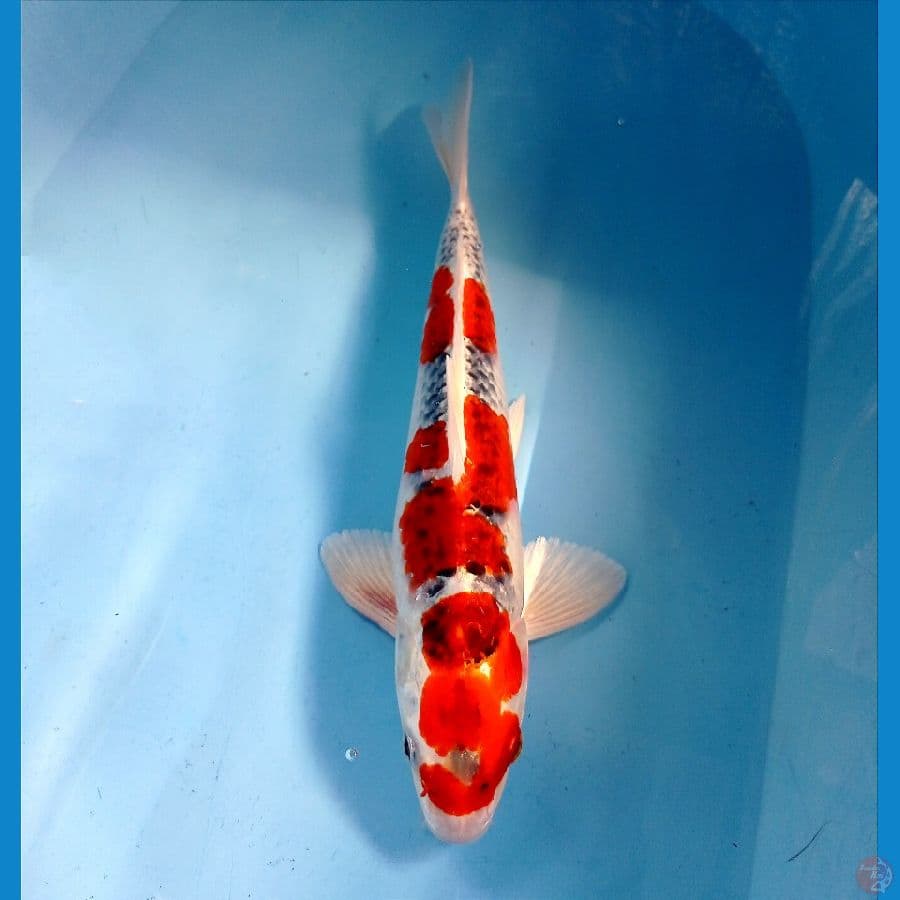 kujaku 33 cm