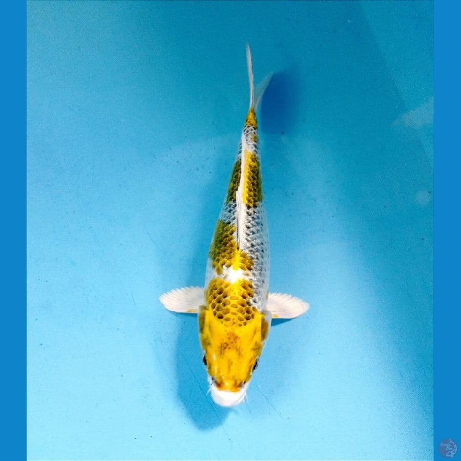 kujaku 20 cm