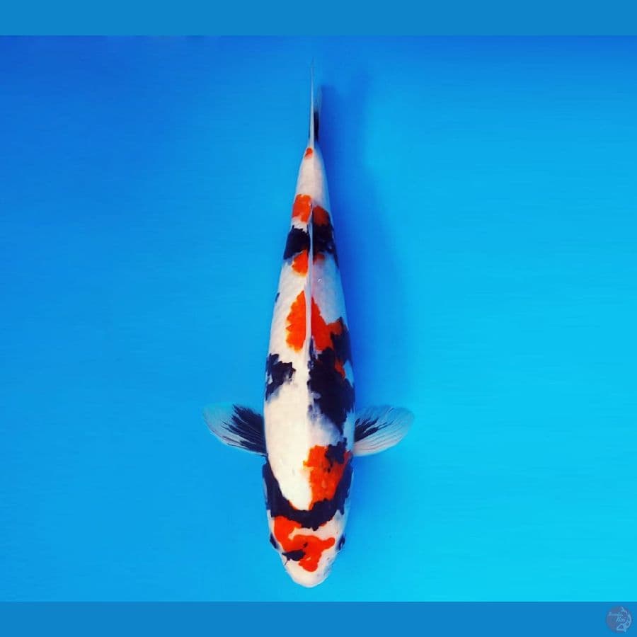 IZUMO 7 ~ Kindai Showa 43 cm/fm ™