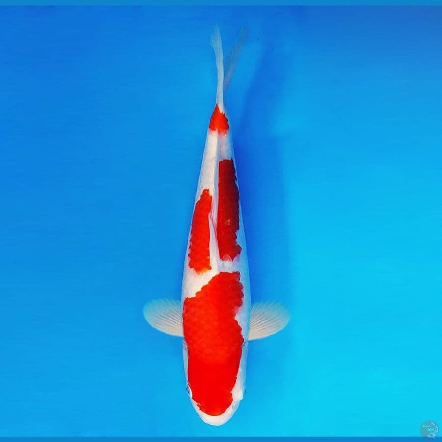 IZUMO 8 ~ Kohaku 33 cm/fm ™