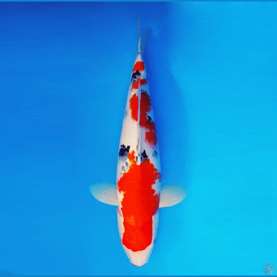 IZUMO 14 ~ Taisho Sanke 45 cm/fm ™