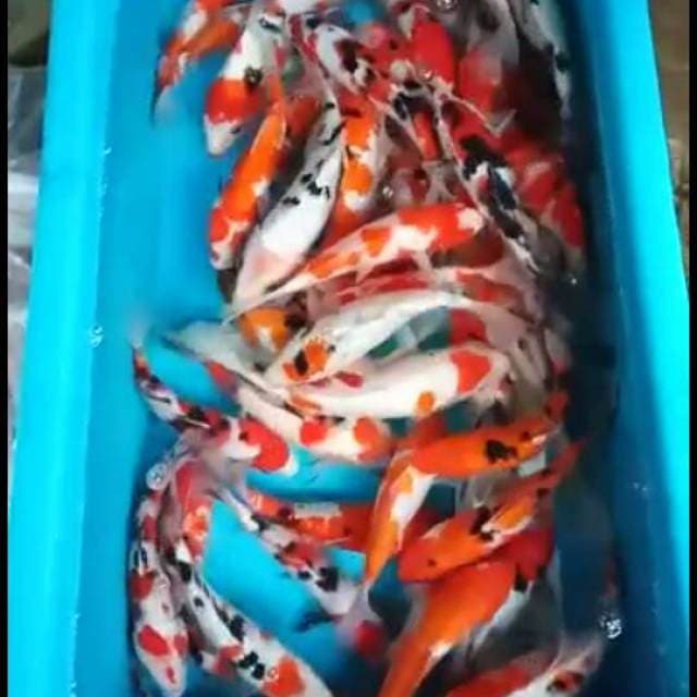 Koi mix 20-27cm