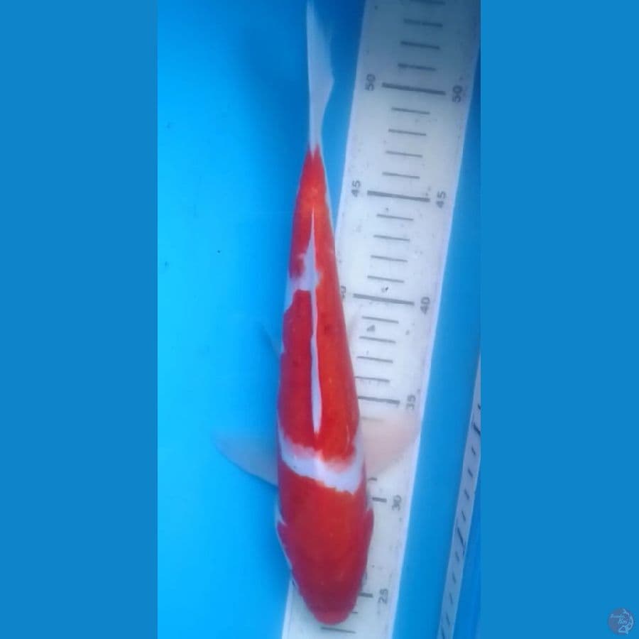 Kohaku 2step 29cm