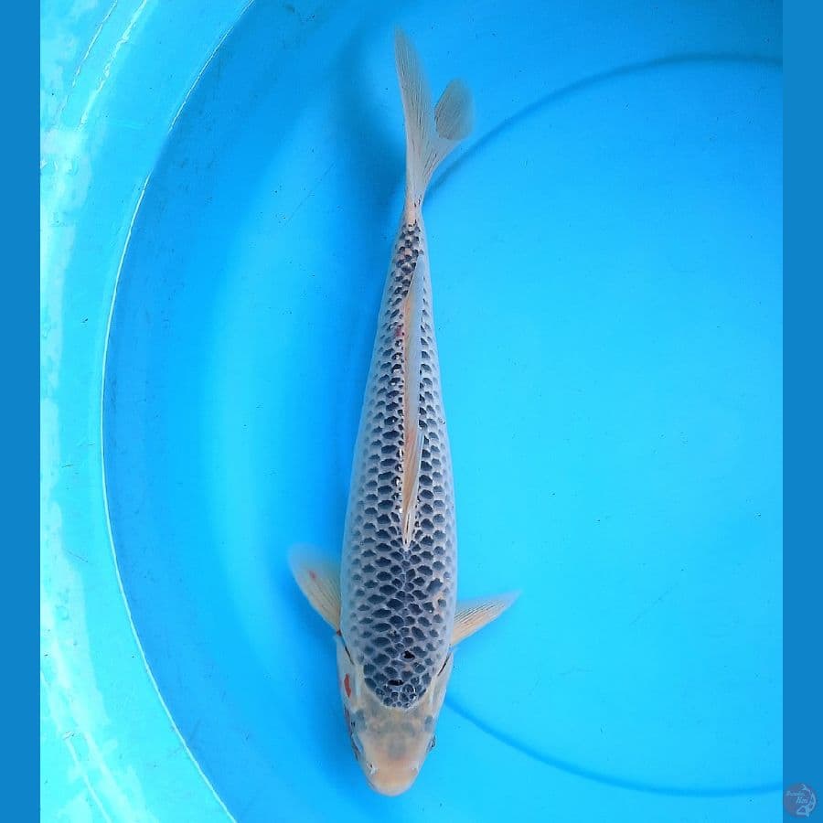 Asagi 39cm Male