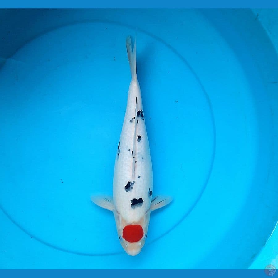 Tancho sanke 36cm Female