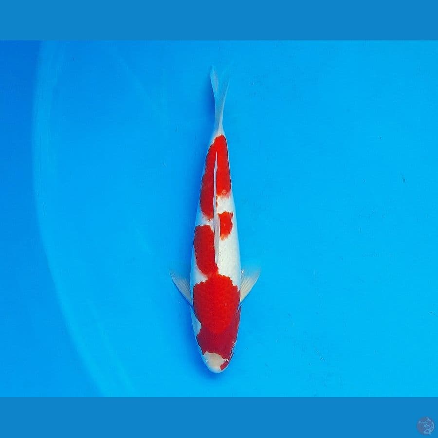 Kohaku 31cm Male