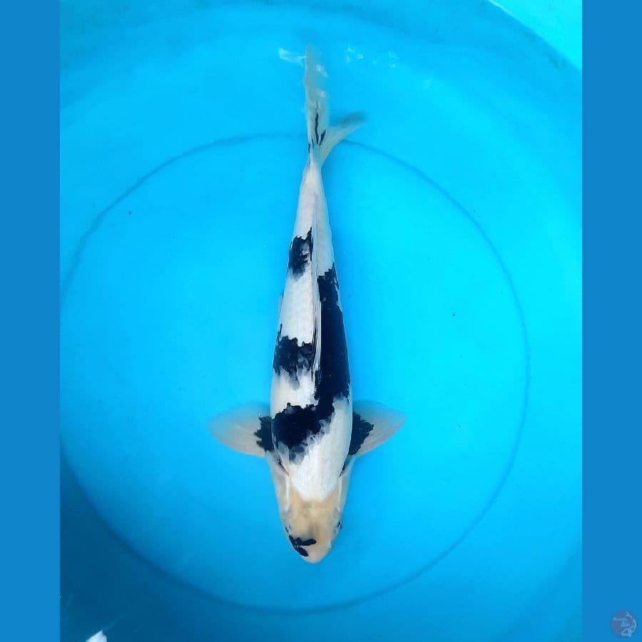 Shiro 41cm Male