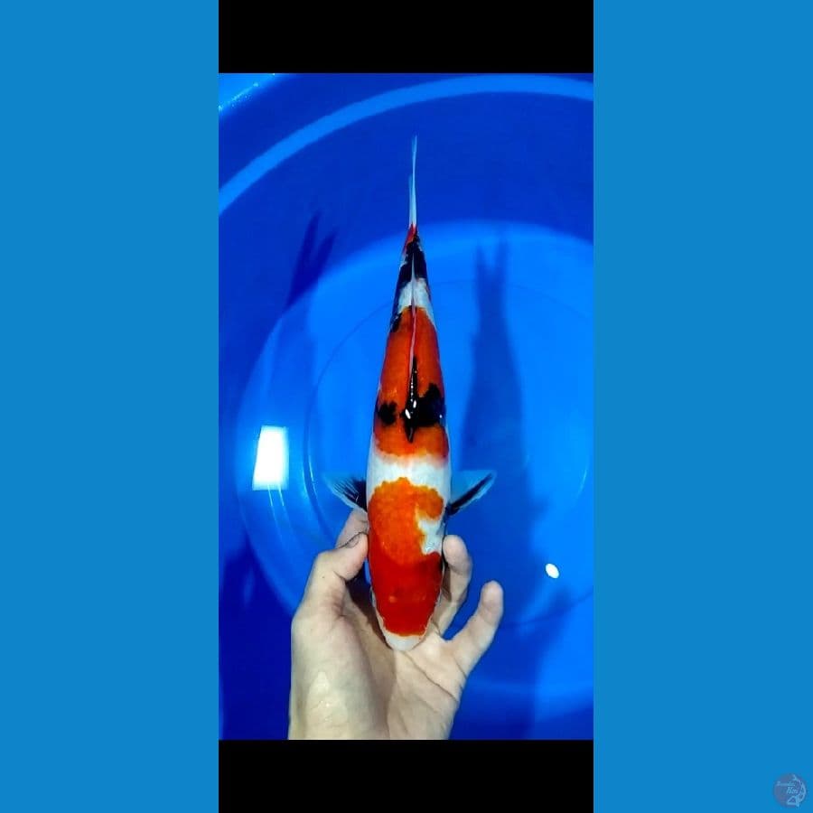 Showa 32CM
