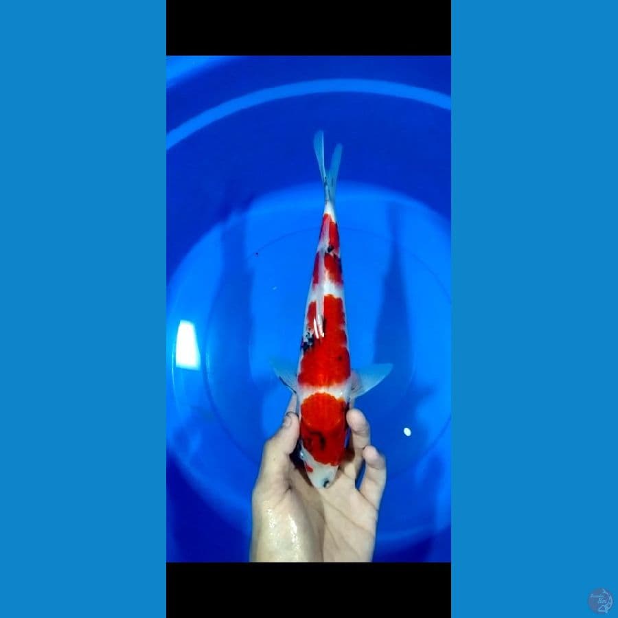 Showa 30CM
