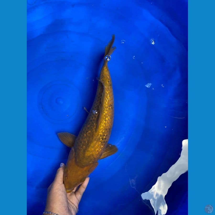 cagoi punuk 37 cm