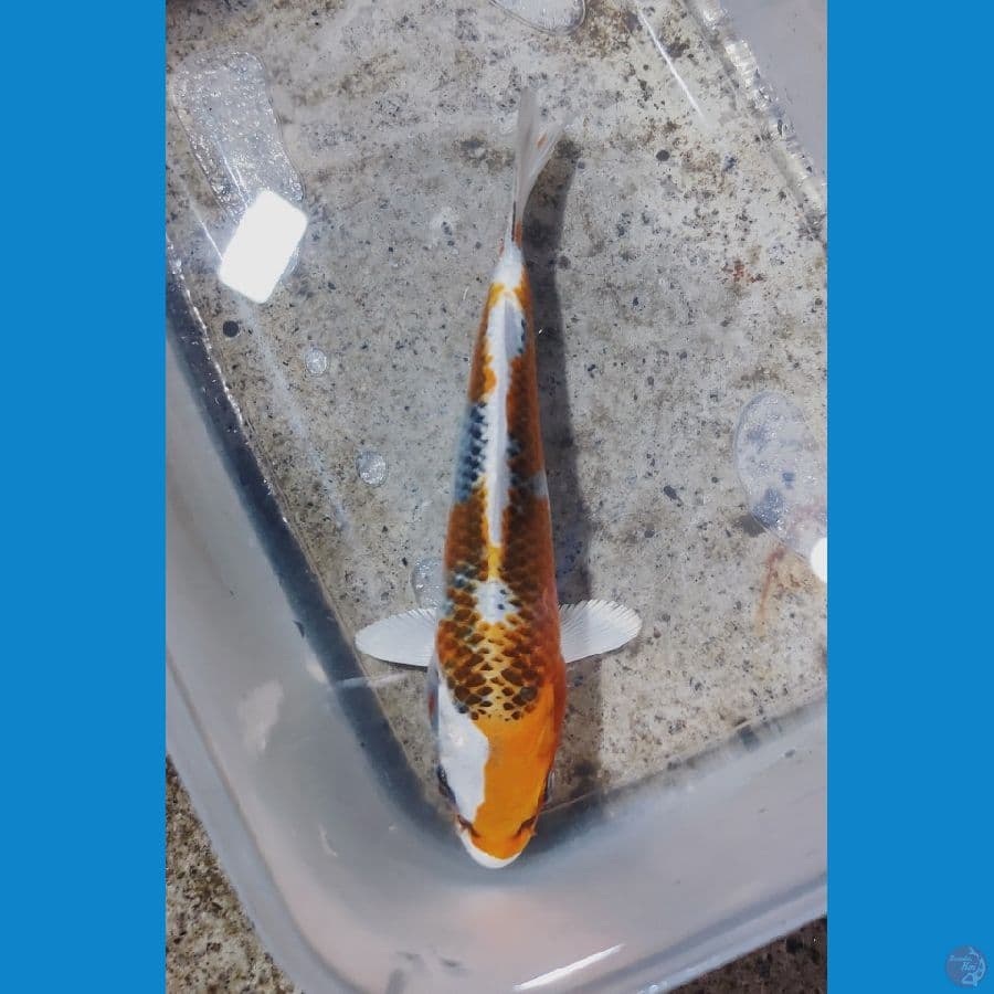 Kujaku SQ 14cm